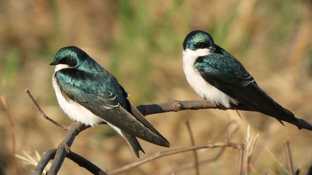 Tree Swallows